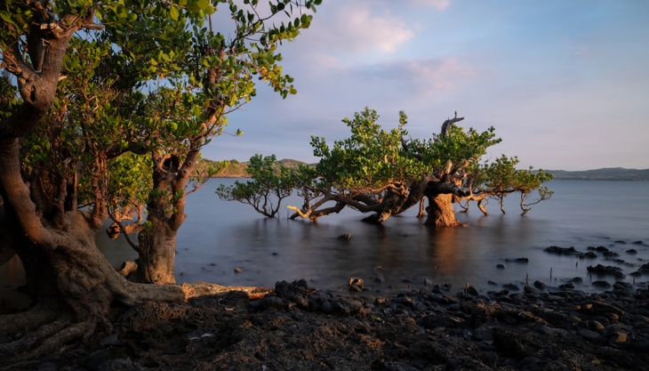 Eden Reforestation Projects