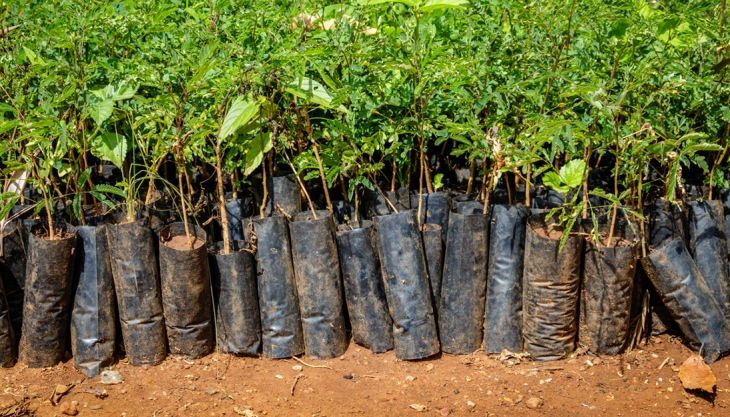 Trees For The Future