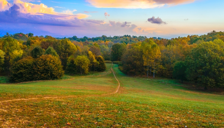 Green Forests Work